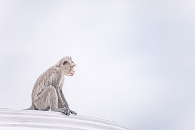 Low angle view of giraffe against clear sky