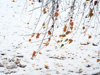 Close-up of snow on tree during winter