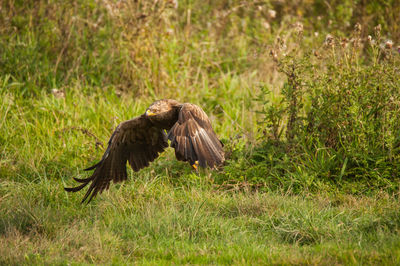 Bird flying over grass