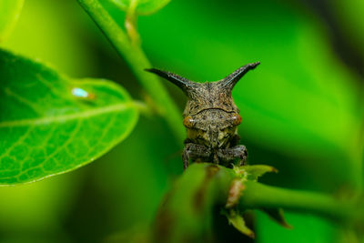 Close-up of insect on leaf