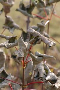 Close-up of dry leaves on twig