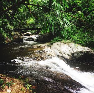 Stream flowing through forest