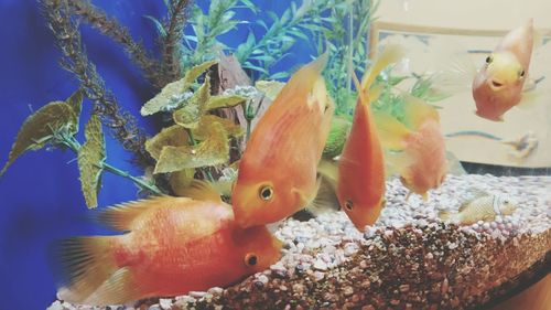 Close-up of fish in aquarium