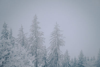 Pine trees in forest during winter against sky