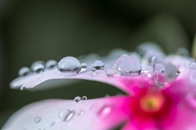 Close-up of water drops on purple flower