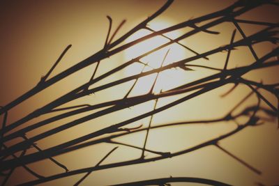 Low angle view of silhouette plants against sky during sunset