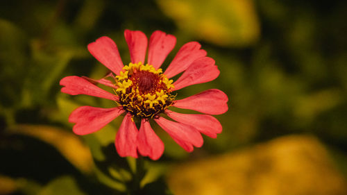 Close-up of pink flower