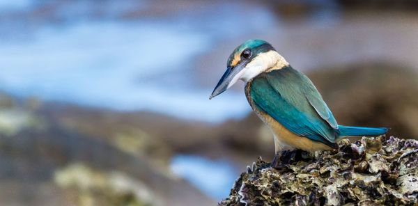 Close-up of sacred kingfisher perching on rock