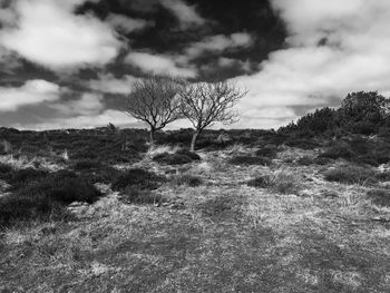 Bare tree on grassy field against cloudy sky