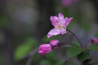 Close-up of pink cherry blossom