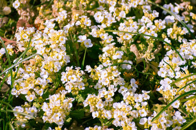 Close-up of white flowers