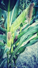 Close-up of insect on plant