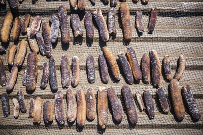 High angle view of dead sea cucumbers on netting