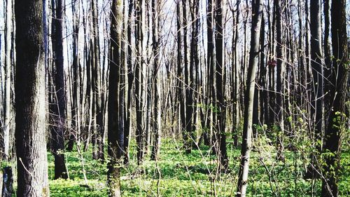 Trees in forest
