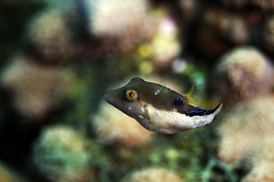 A sharpnose puffer in the wild on the reef in roatan, honduras.