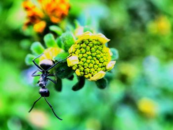 Close-up of insect on plant