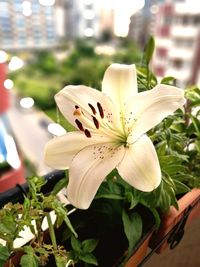 Close-up of white lily blooming outdoors