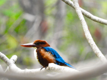 Close-up of bird perching on branch