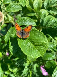 Close-up of butterfly pollinating on flower