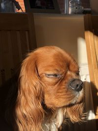 Close-up of a dog looking away