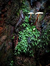 Close-up of mushrooms growing on tree trunk