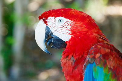 Macaw iii , cayo saetia - cuba