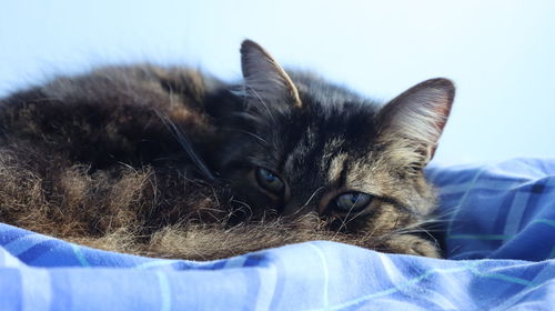 Close-up of cat resting on bed