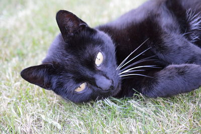 Close-up of black cat lying on grass