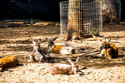 View of animals in zoo