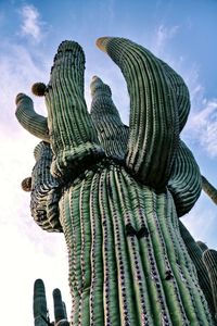 Low angle view of cactus against sky