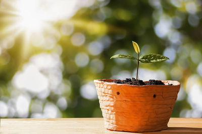 Close-up of potted plant on table