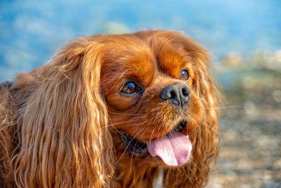 Close-up of a dog looking away