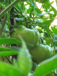 Close-up of fruits on tree