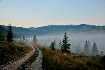 Road passing through forest during sunset