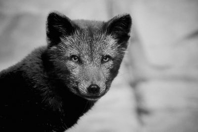Close-up portrait of a dog