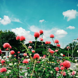 Low angle view of red flowers blooming against sky