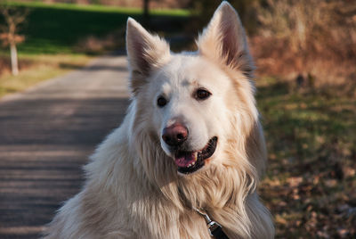 Close-up portrait of a dog