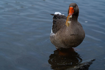 High angle view of duck swimming in lake