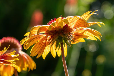 Close-up of yellow flower