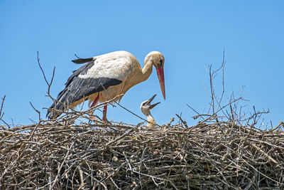 Low angle view of birds in nest against sky