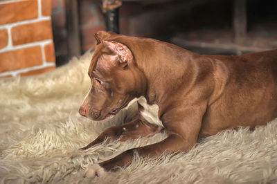 Dog resting on rug