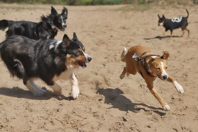 Dogs running on sand