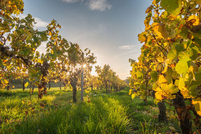 Looking down vineyard rows at sunset with changing yellow and golden leaves in autumn against sky