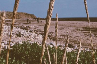 Plants growing on landscape