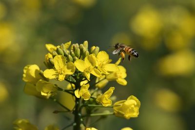 Close-up of bee pollinating on yellow flower