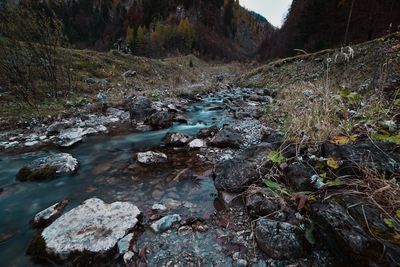 River passing through forest