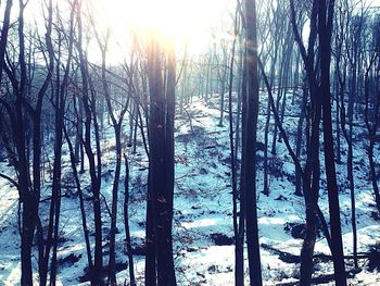 Bare trees on snow covered landscape