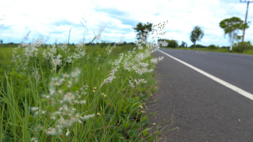Road amidst plants on field against sky