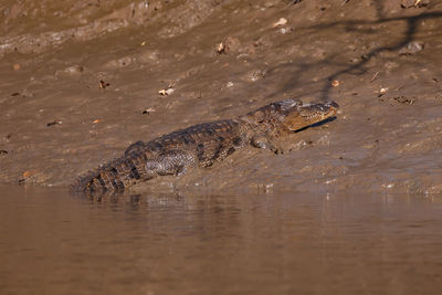 High angle view of crocodile in water