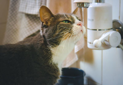 Green eyed cat checking out the water running from the tap